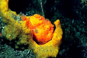 Pesce rana pitturato (Antennarius pictus)