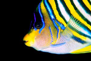 Pesce angelo (Pygoplites diacanthus)