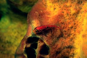 Trepinne striato (Helcogramma striata)