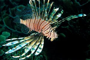 Pesce cobra (Pterois volitans)