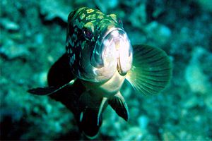 Cernia bruna (Epinephelus marginatus)