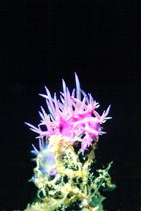 Flabellina rosa (Flabellina affinis)