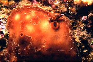 Spugna patata (Chondrosia reniformis)