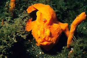 Pesce rana pitturato (Antennarius pictus)