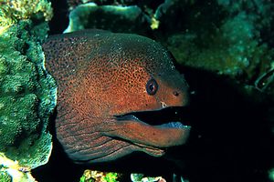 Murena gigante (Gymnothorax javanicus)