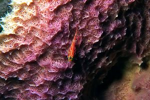 Trepinne striato (Helcogramma striata)