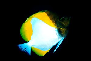 Pesce Farfalla Piramide (Hemitaurichtys polylepis)