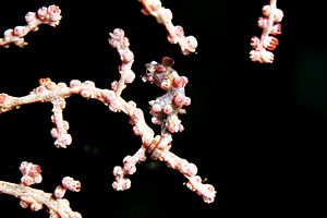 Cavalluccio marino pigmeo (Hippocampus bargibanti)