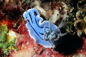 Chromodoris willani (Chromodoris willani)