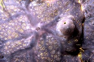 Spugna incrostante blu (Phorbas tenacior)