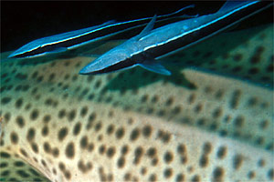 Remora (Echeneis naucrates)