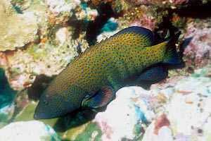 Cernia tropicale (Cephalopholis argus)