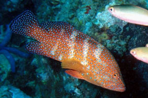 Cernia miniata (Cephalopholis miniata)