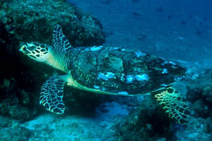 Tartaruga (Eretmochelys imbricata)