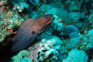 Murena gigante (Gymnothorax javanicus)