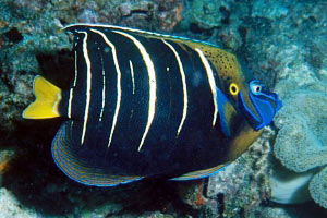 Pesce angelo coda d'oro (Pomacanthus chrysurus)