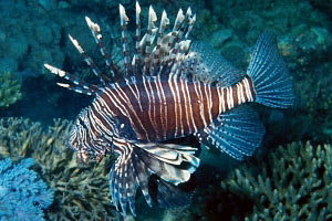 Pesce cobra (Pterois miles)