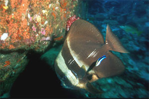 Pesce pipistrello pinna lunga (Platax teira)