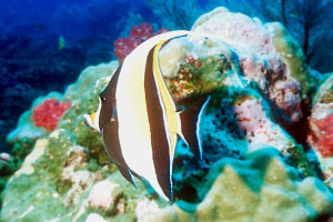 Idolo moresco (Zanclus cornutus)