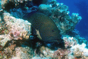 Cernia tropicale (Cephalopholis argus)