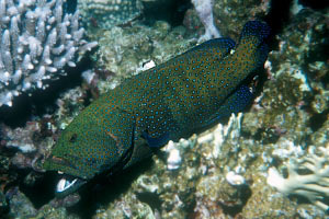Cernia tropicale (Cephalopholis argus)