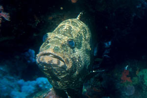 Cernia 'testa di toro' (Epinephelus striatus)
