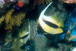 Pesce farfalla virgola (Heniochus intermedius)