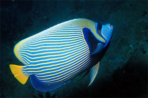 Pesce angelo imperatore (Pomacanthus imperator)