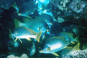 Gaterino tropicale (Plectorhinchus gaterinus)