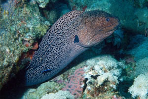 Murena gigante (Gymnothorax javanicus)