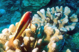 Pesce falco (Paracirrhites forsteri)