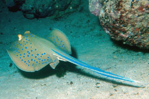 Razza a macchie blu (Taeniura lymma)