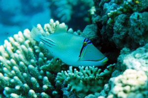 Pesce picasso (Rhinecanthus assasi)