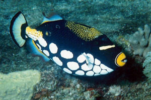 Pesce balestra clown (Balistoides conspicillum)