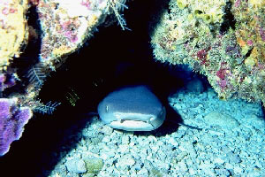 Squalo nutrice fulvo (Nebrius ferrugineus)