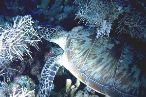 Tartaruga verde (Chelonia mydas)