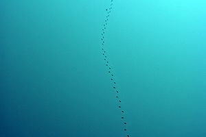 Salpa (Salpa maxima)