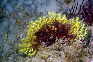 Gorgonia rossa (Paramuricea clavata)