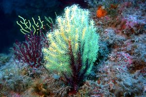 Gorgonia rossa (Paramuricea clavata)