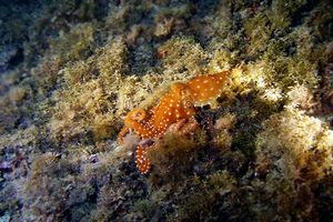 Polpessa (Octopus macropus)