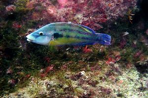 Tordo pavone (Symphodus tinca)