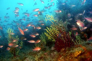 Castagnola rossa (Anthias anthias)