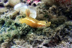 Doride dipinto (Hypselodoris picta)