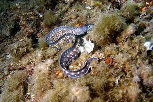 Murena (Muraena helena)