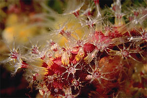 Gorgonia rossa falsa (Parerythropodium coralloides)