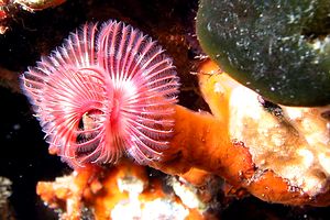 Serpula (Serpula vermicularis)