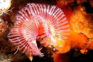 Serpula (Serpula vermicularis)