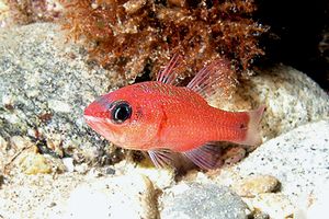 Re di triglie (Apogon imberbis)