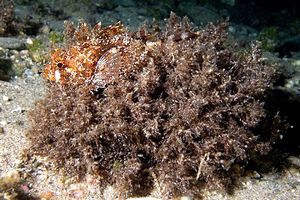 Scorfanotto (Scorpaena notata)