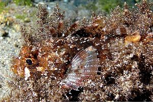 Scorfanotto (Scorpaena notata)